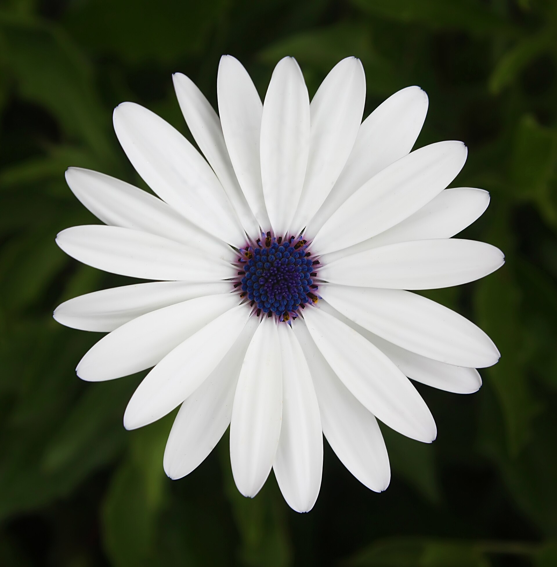 African Cape Daisy
