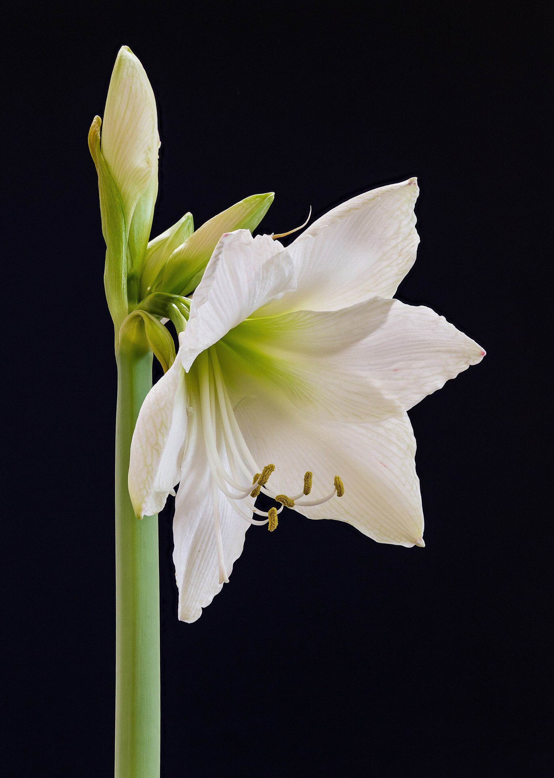 Amaryllis