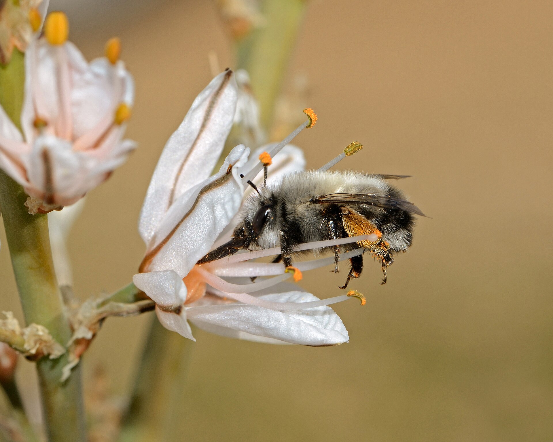Anthophora on Asphodelus