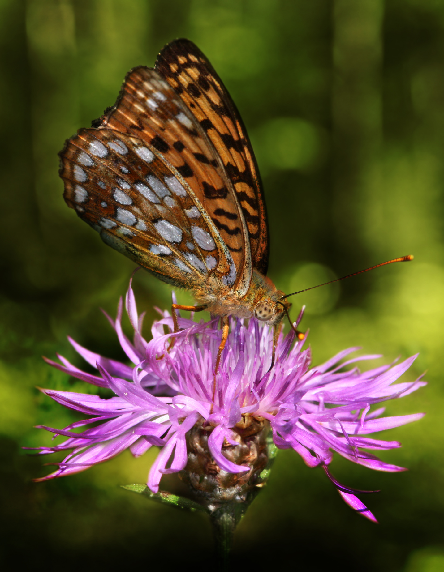 Argynnis adippe Richard