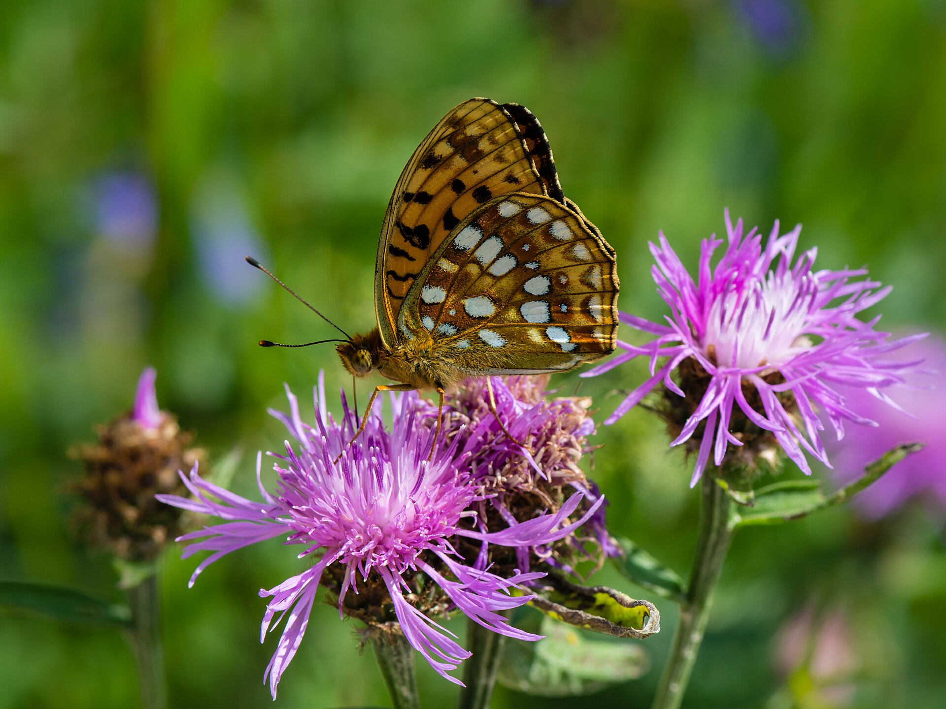 Argynnis adippe auf