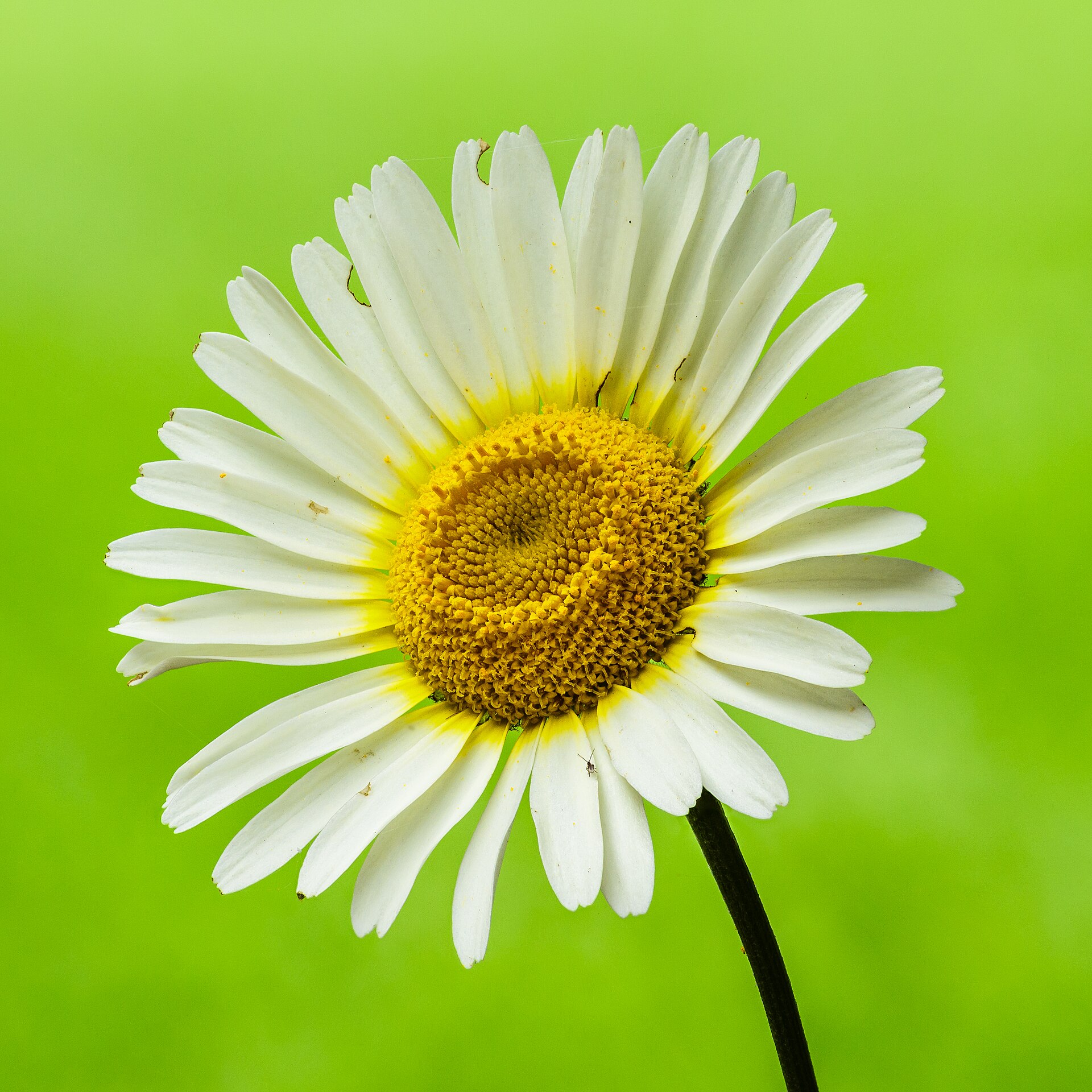 Bloem van Anthemis
