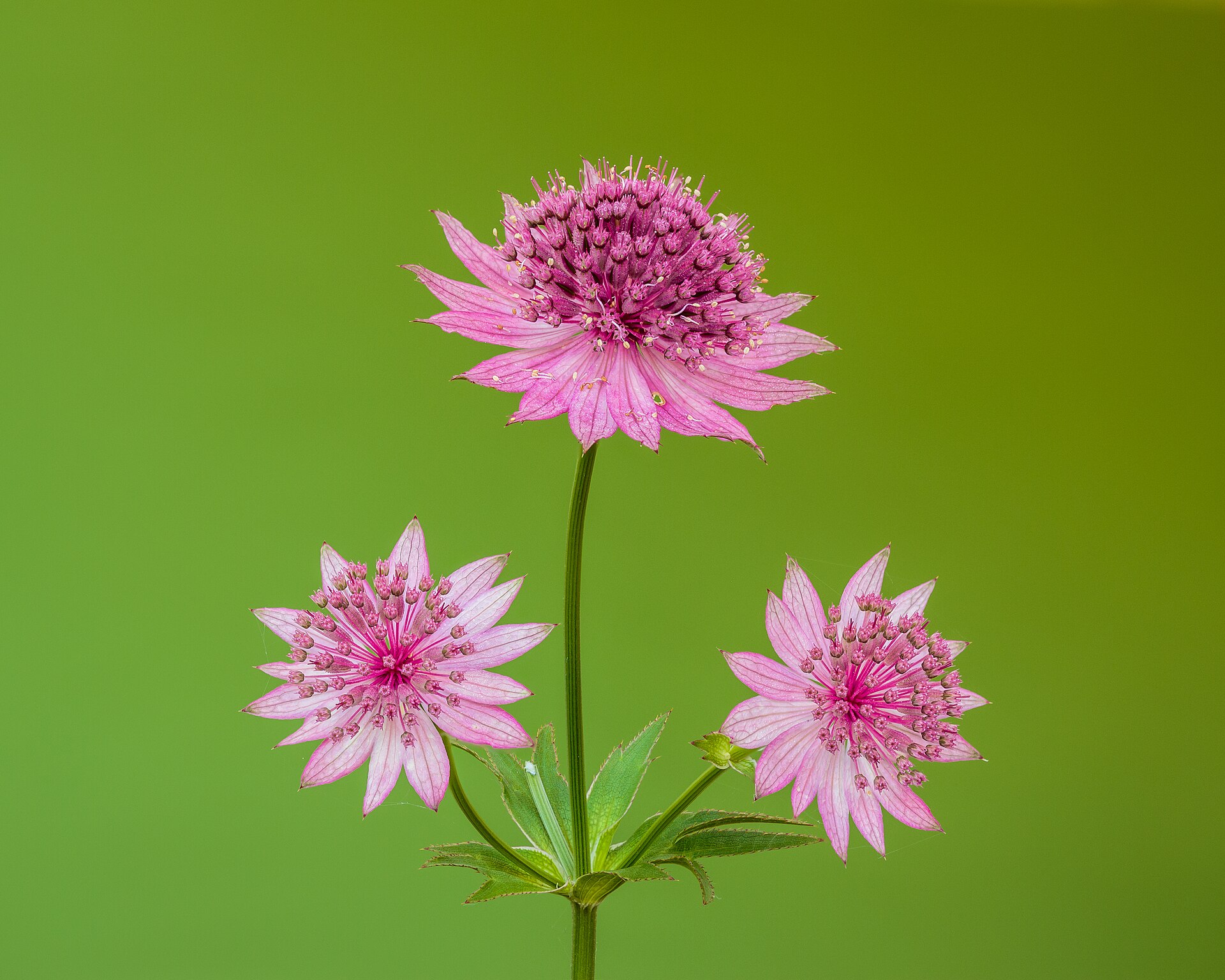 Bloem van een