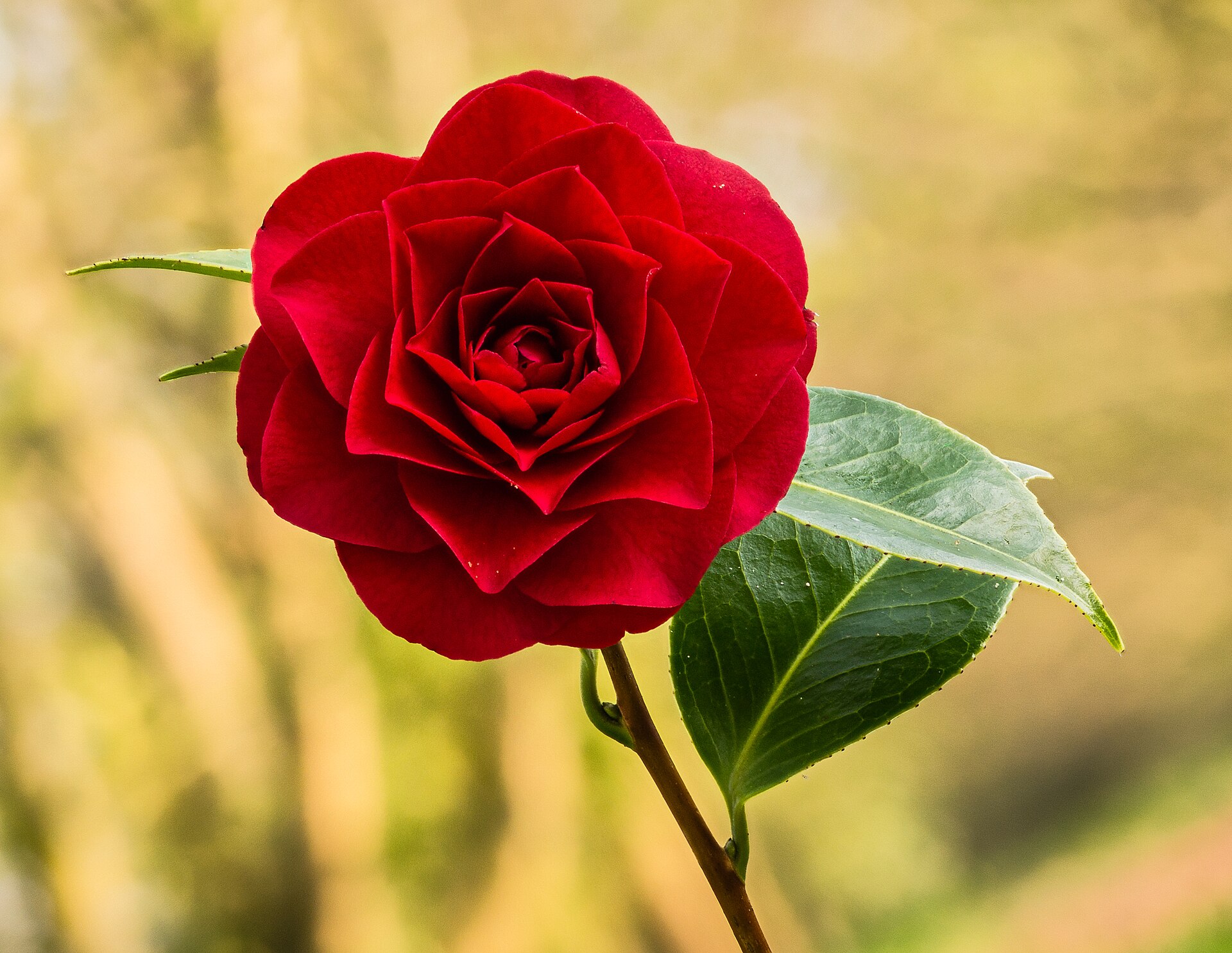 Bloem van een