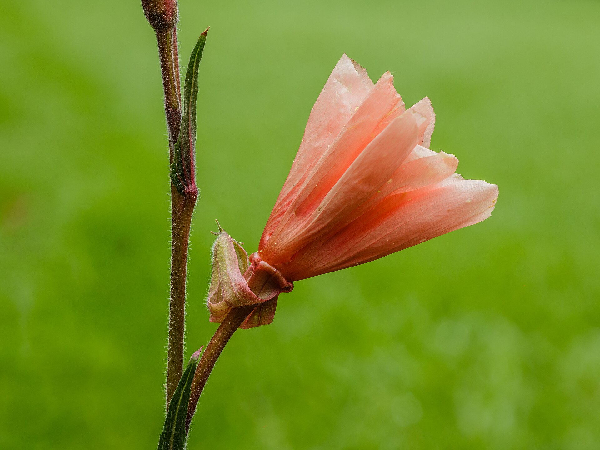 Bloem van een