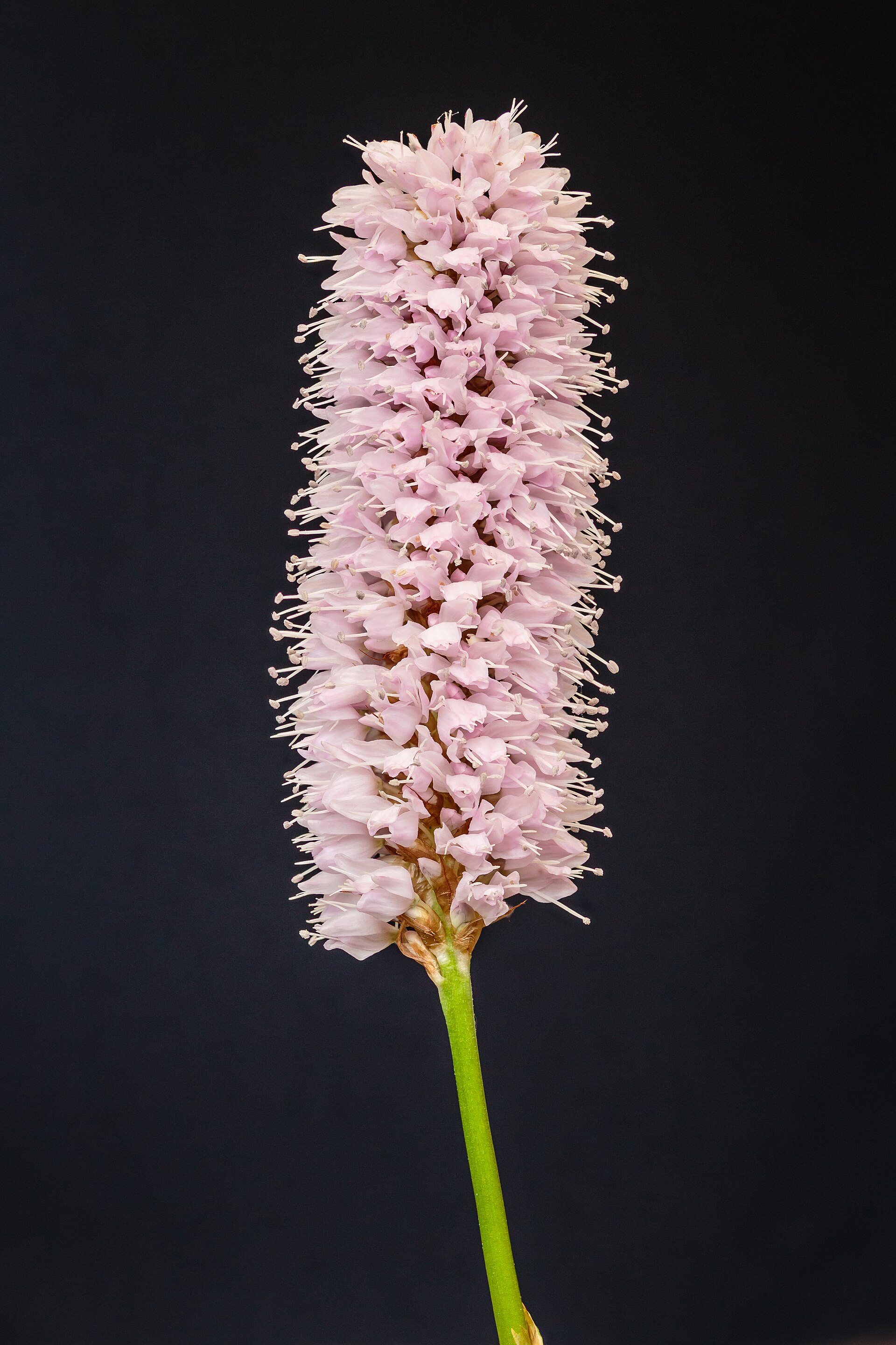 Bloemen van adderwortel