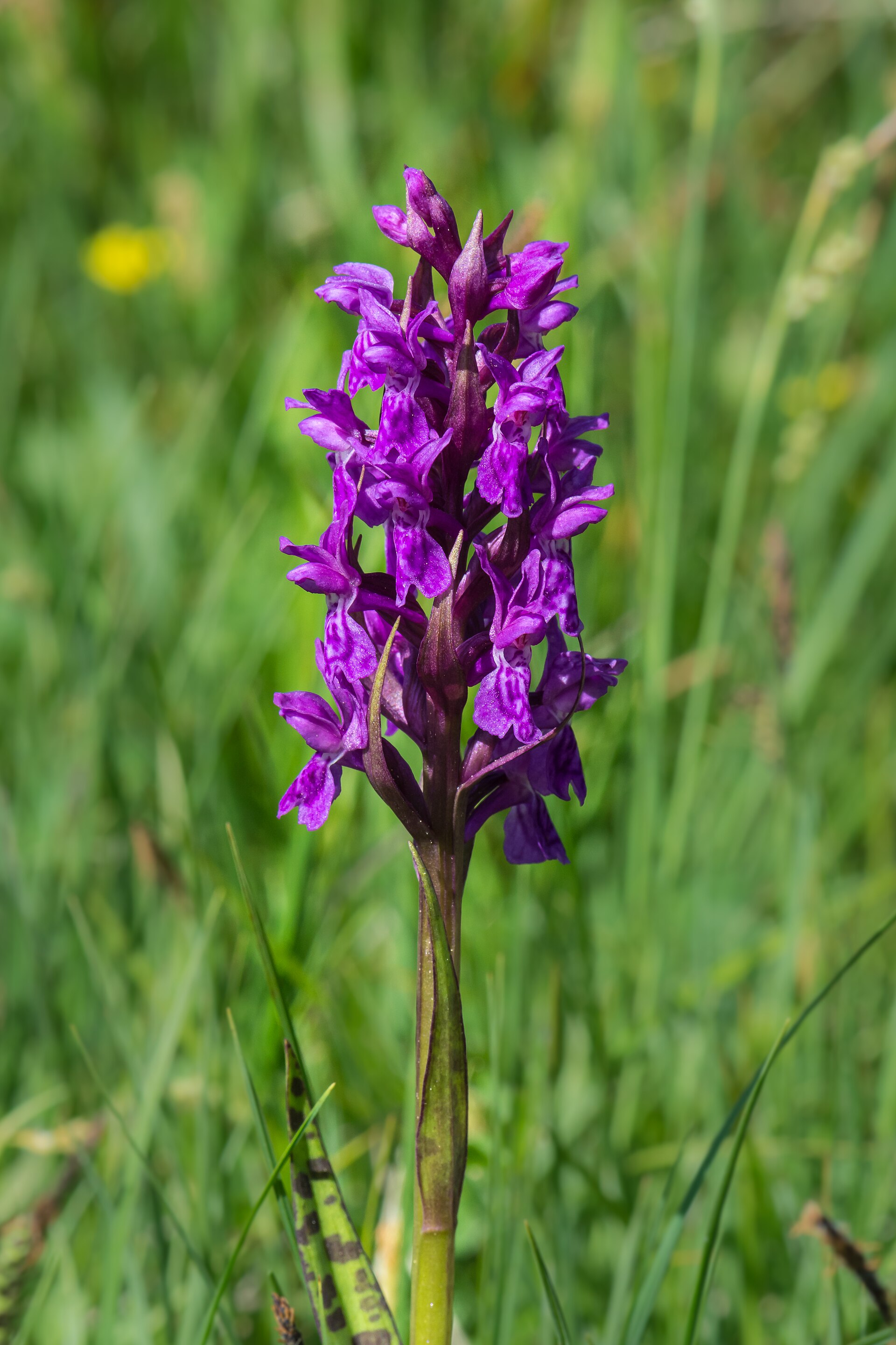 Dactylorhiza majalis Spechtensee