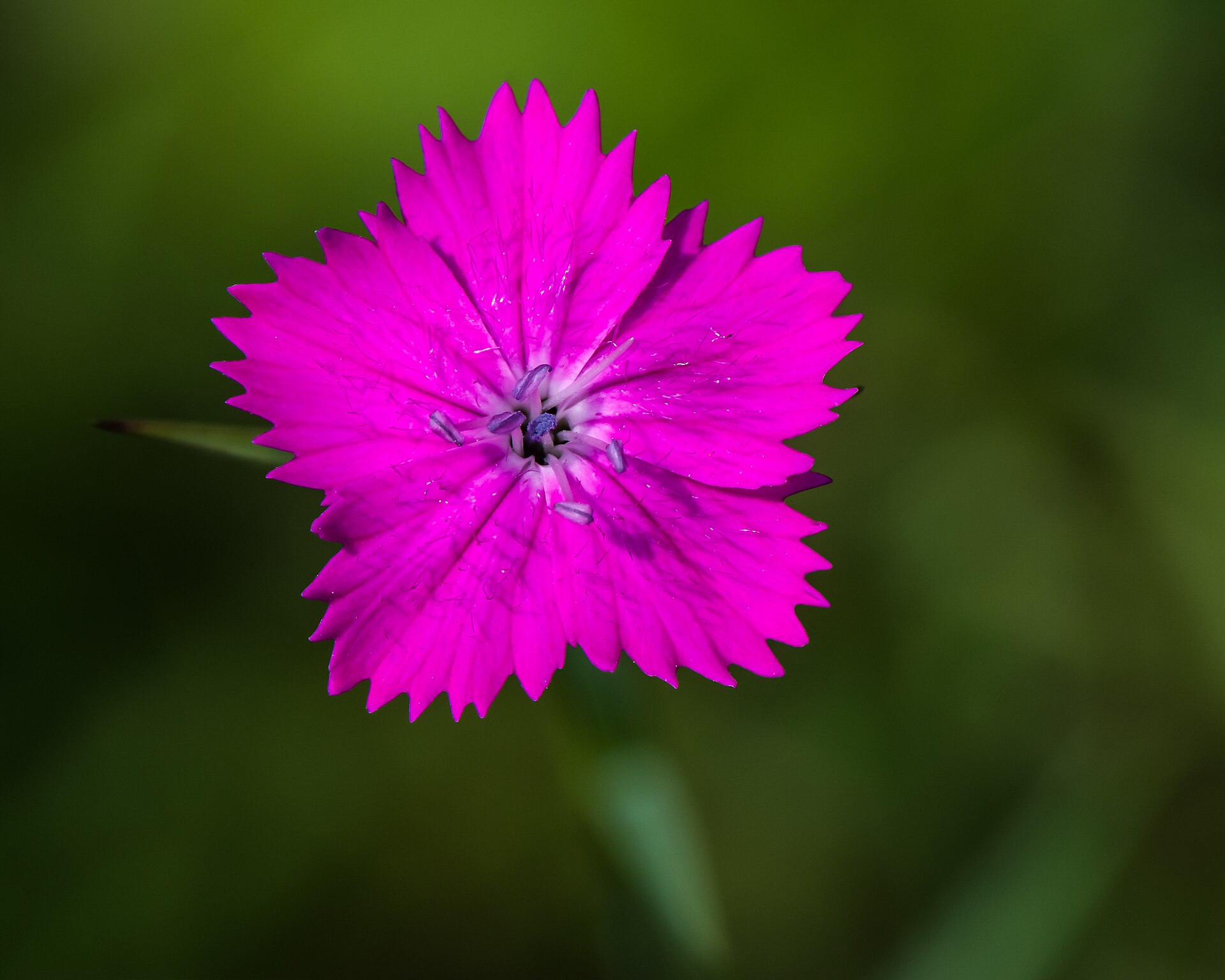 Dianthus carthusianorum Neulengbach
