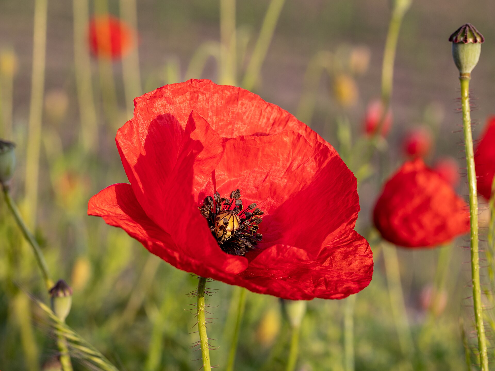Dülmen Fröbelstraße Mohn
