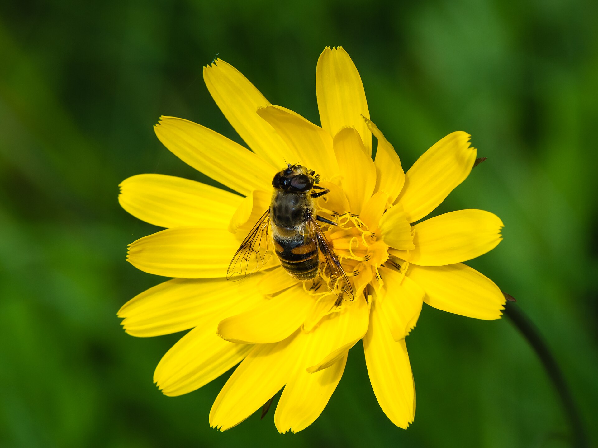 Eristalis tenax auf